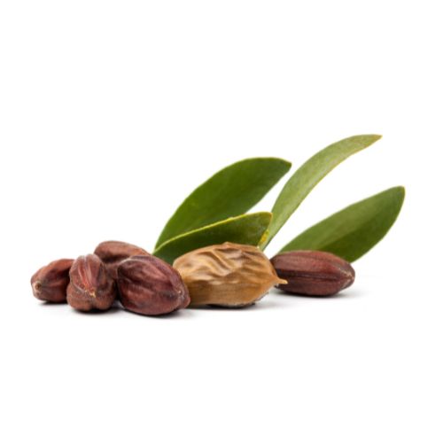 Semilla_De_Jojoba_Ingrediente_Natural_Mipelazo